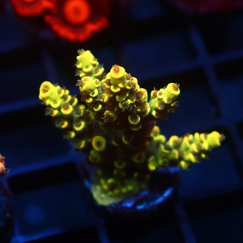 TCK Solar Beam Tenuis