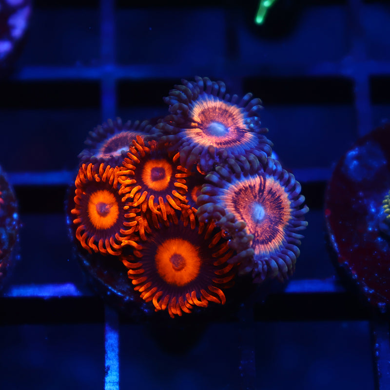 Van Helsing with Oxides