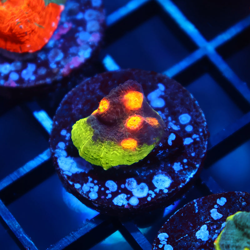 JF Crazy Fox Chalice