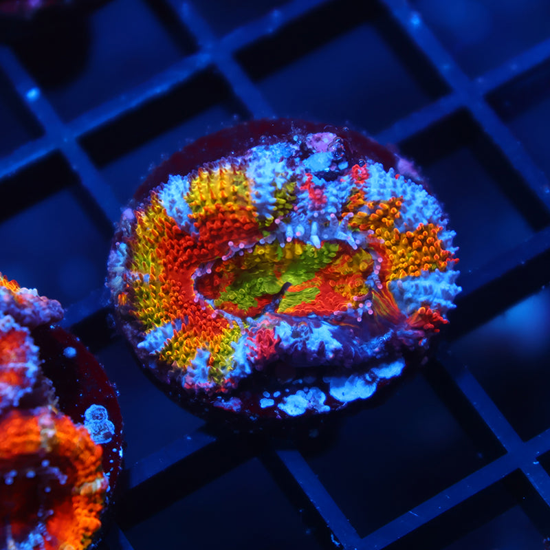 TCK Insanity Rainbow Acan Lord