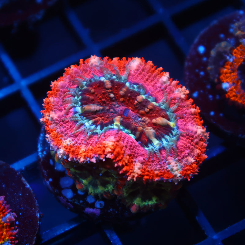 TCK Pink Acan Lord