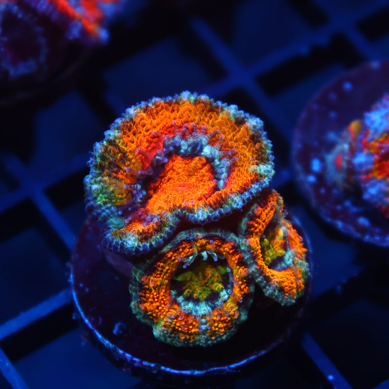 TCK Awesome Orange Acan Lord