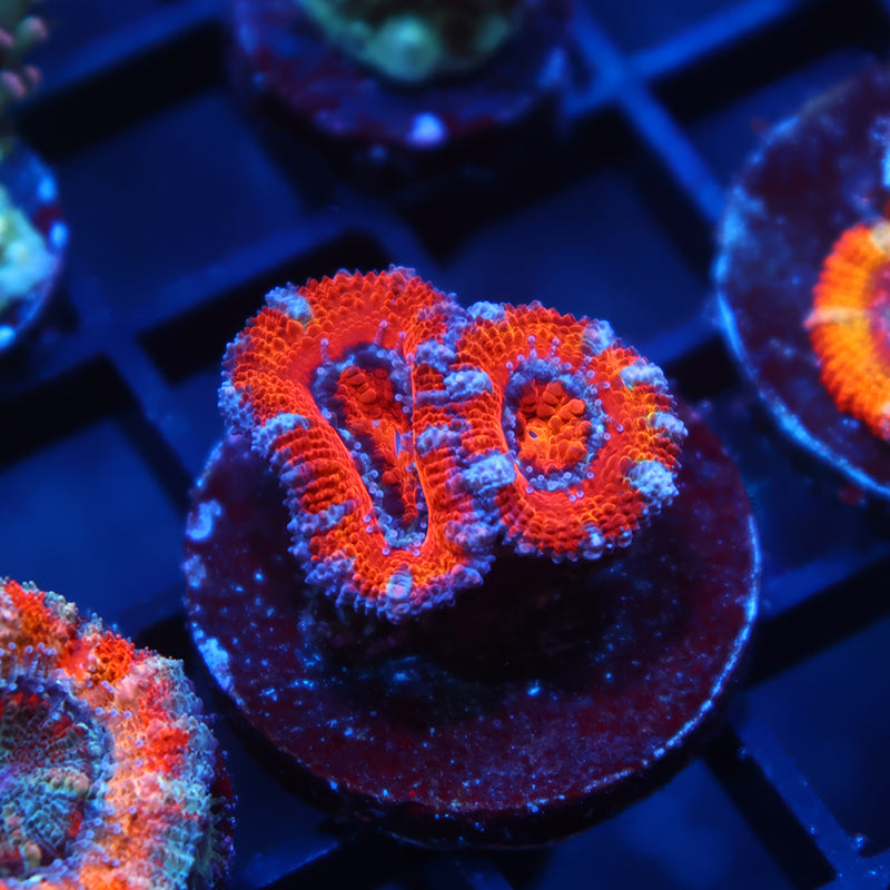 Red Acan Lord