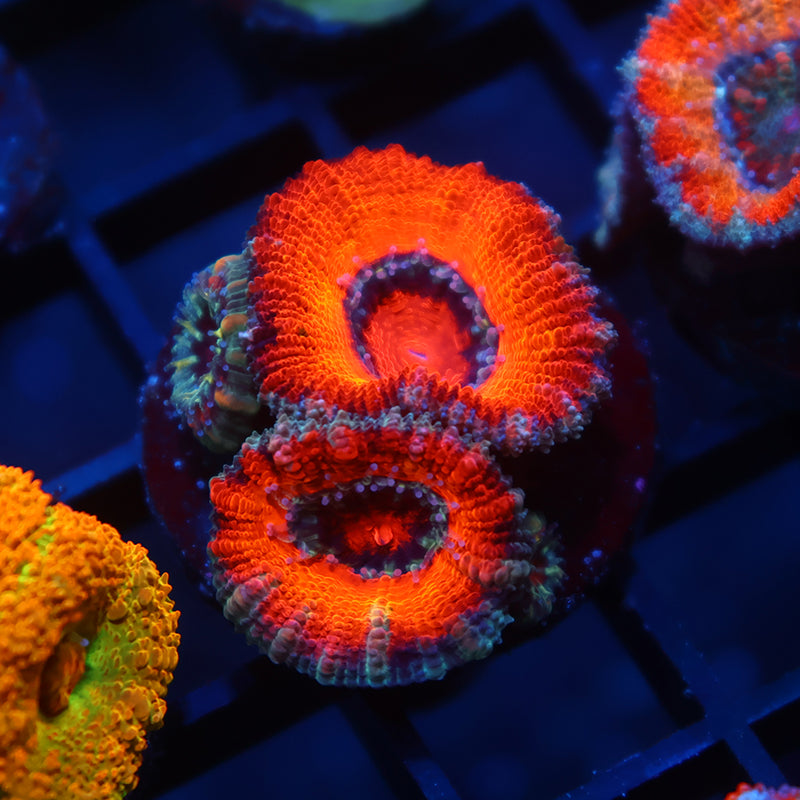 TCK Orange Rainbow Acan Lord