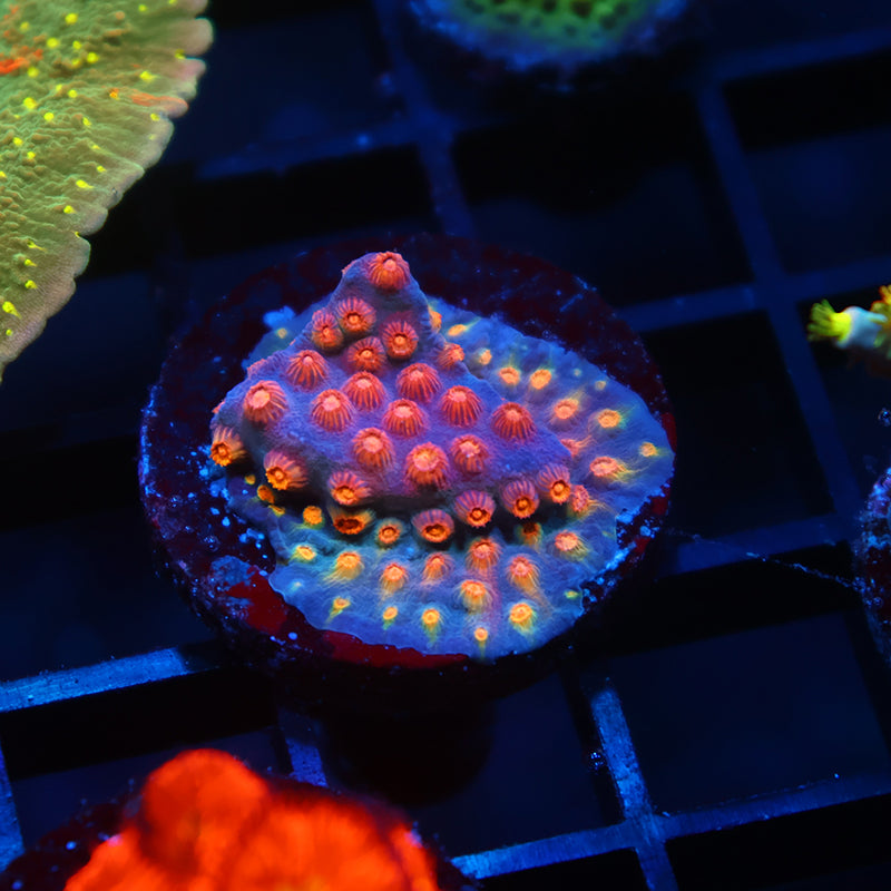 TCK Rainbow Abstract Cyphastrea