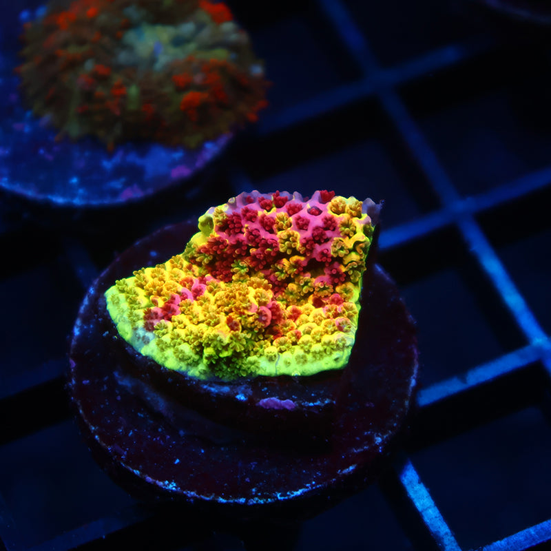 RRC Rainbow Splice Cookie on a Disk