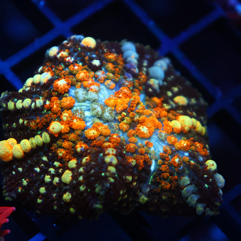 TCK Powerball Bounce Mushroom