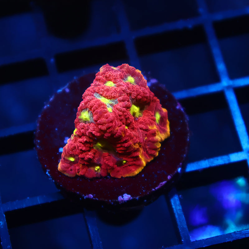 WWC Blood Diamond Favia