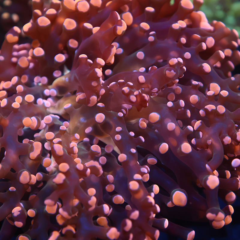 TCK Branching Peach Frogspawn