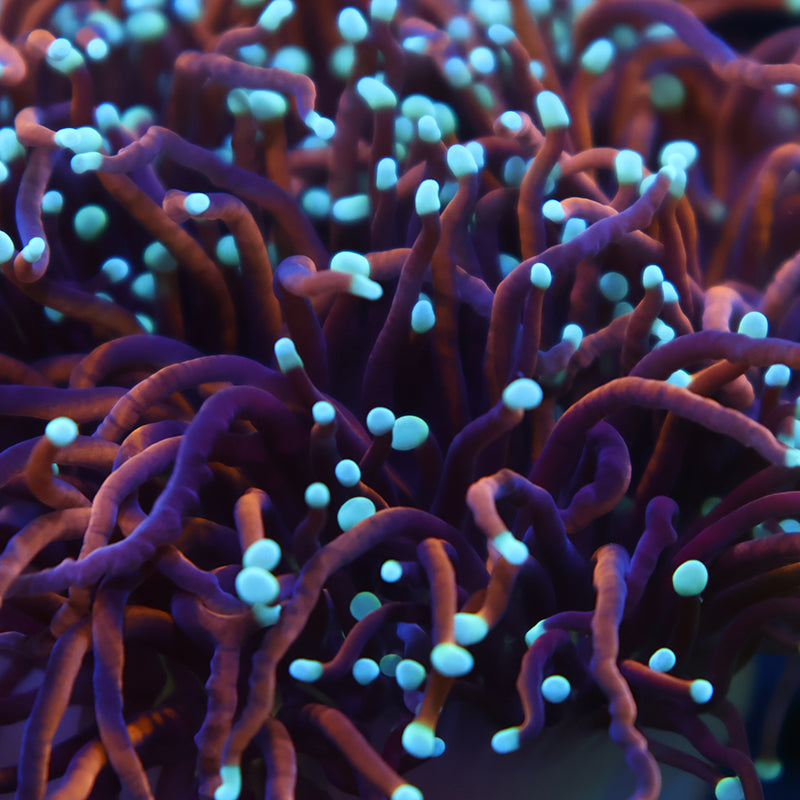 TCK White Tips Indo Gold Torch