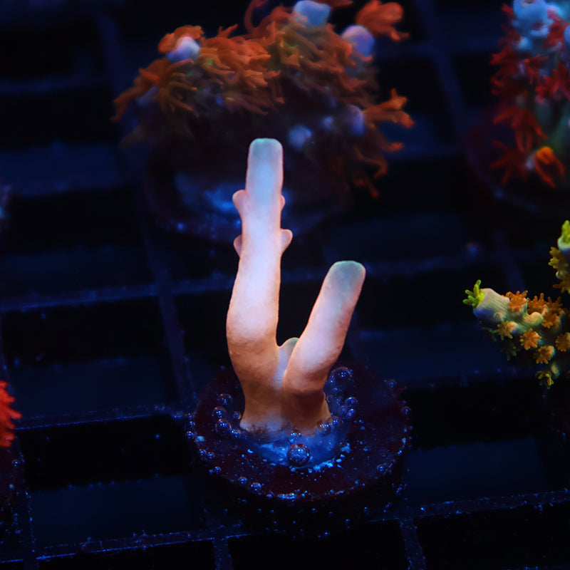 RRC Hellfire Echinata