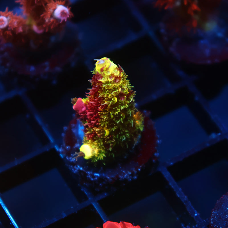 Crazy RRC Rainbow Splice