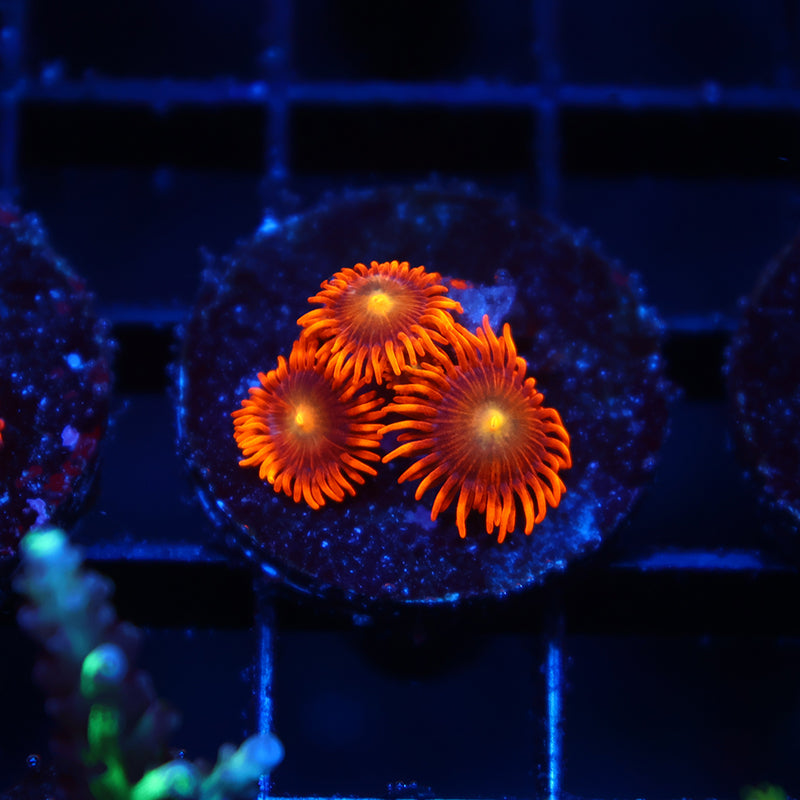 Orange Zoas