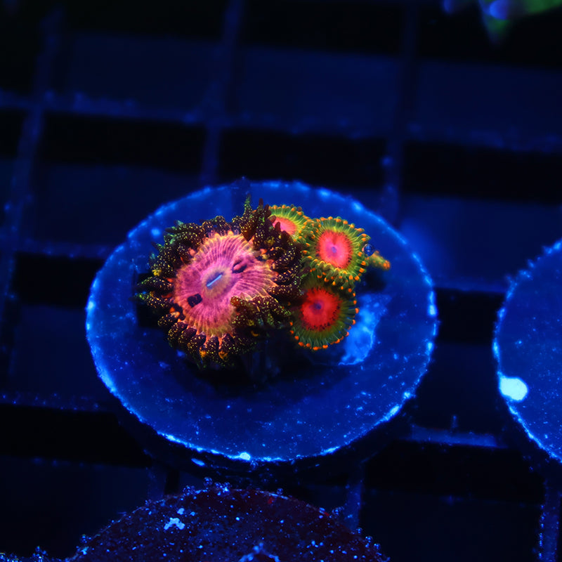 Kamikaze Kush with Awesome Blossoms