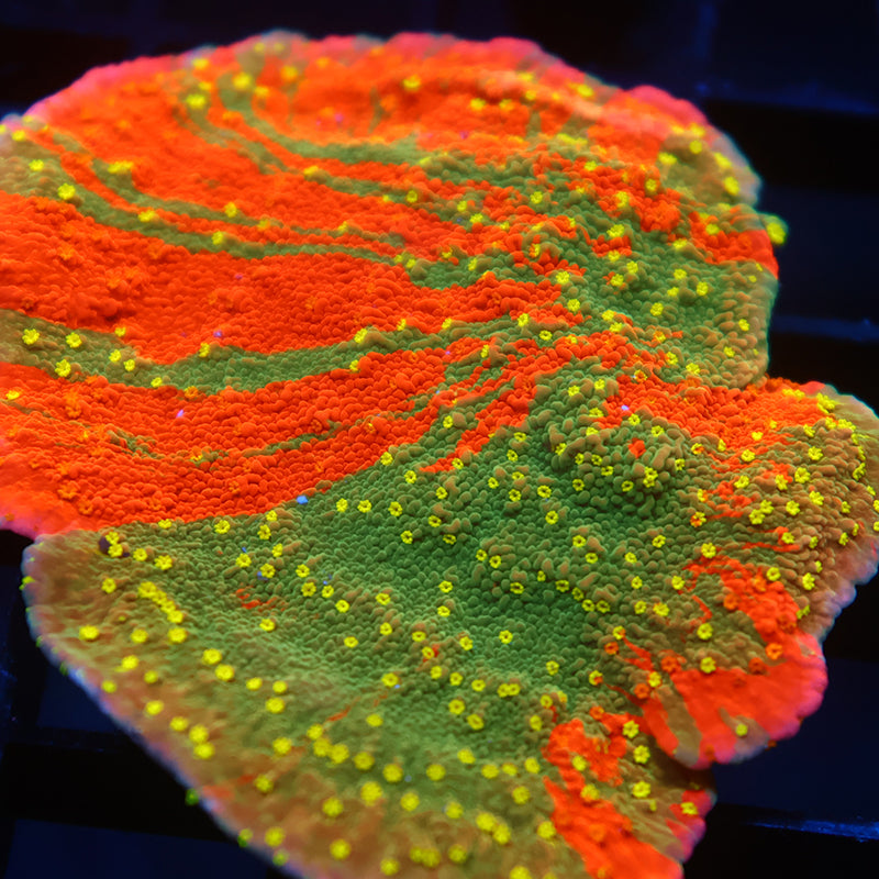 Lg WWC Grafted Sunfire Cap