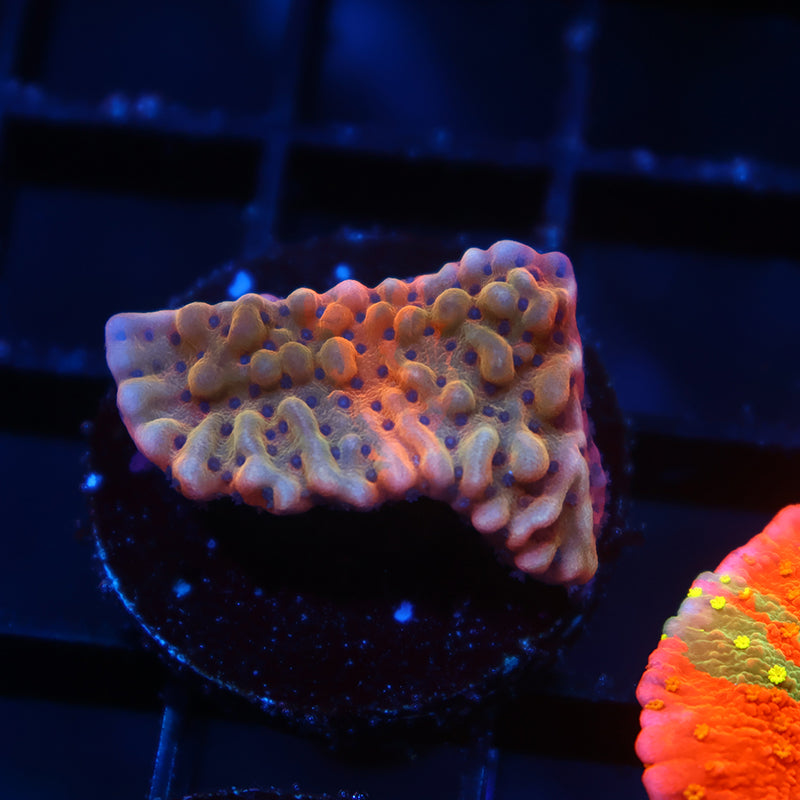 TCK Grafted Slowburn Monti