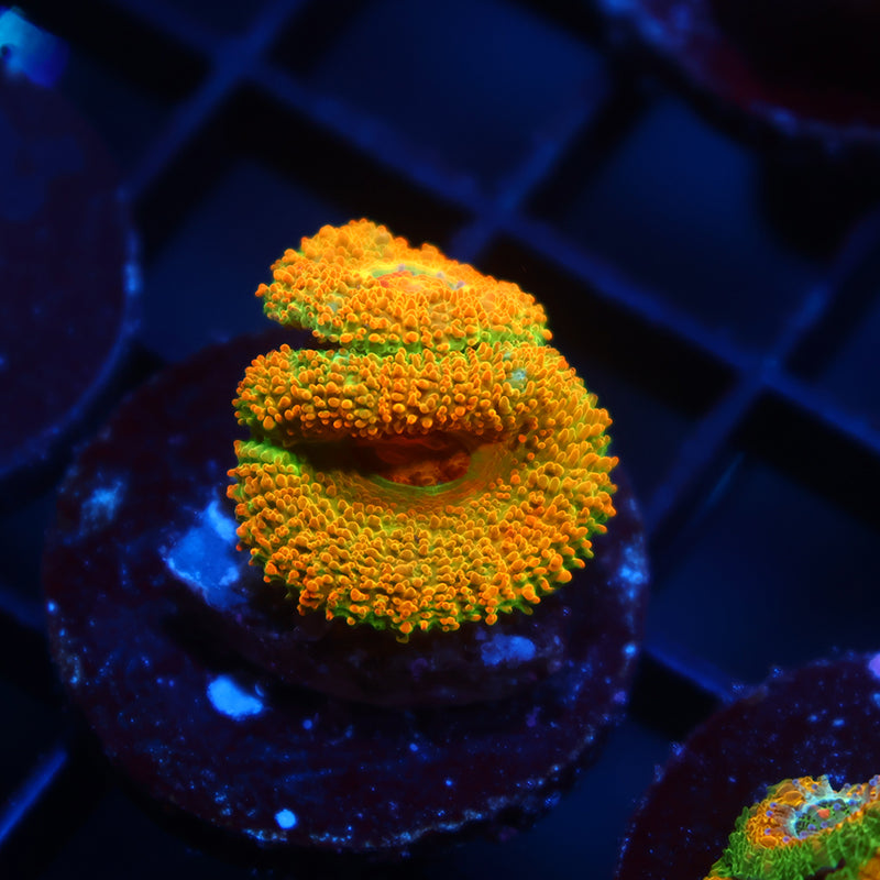 BSA Killshot Acan Lord