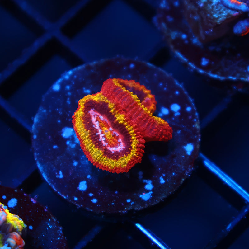 TCK OG Black Hole Sun Acan Lod