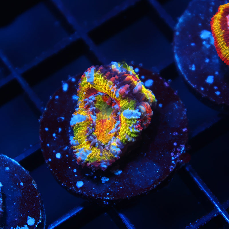 TCK Insanity Rainbow Acan Lord