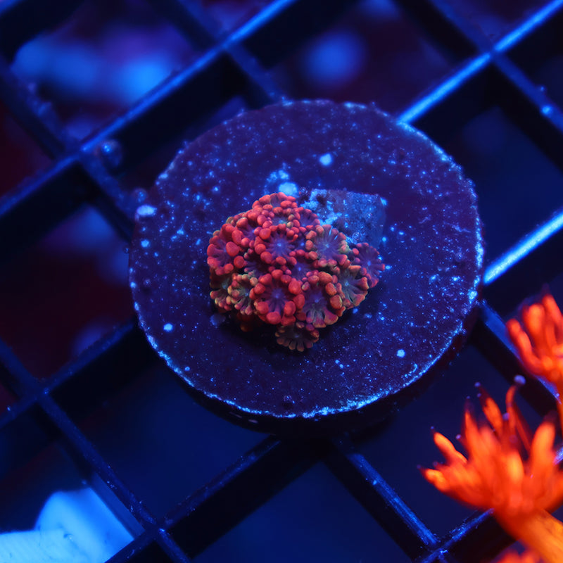 BSA Game Over Alveopora