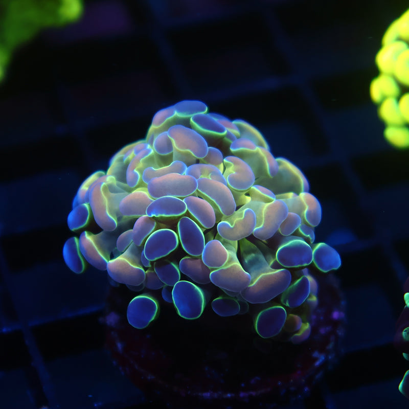 TCK Branching Hologram Hammer