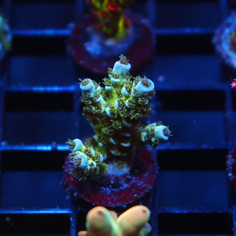 TCK Avalanche Tenuis