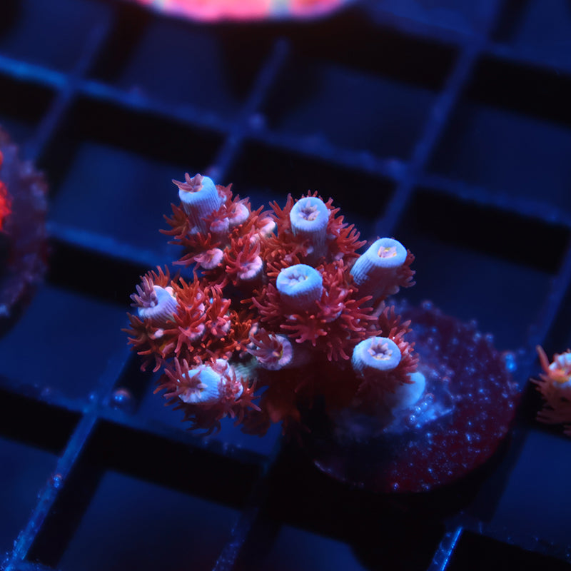 TCK Pink Fire Tenuis