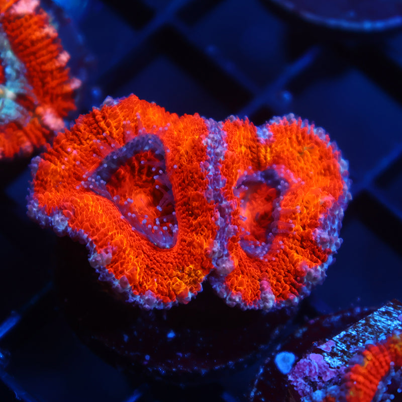 TCK Orange Rainbow Acan Lord