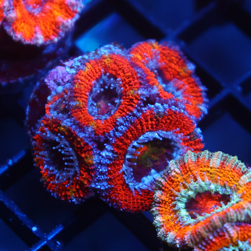 TCK Rainbow Centers Red Acan Lord
