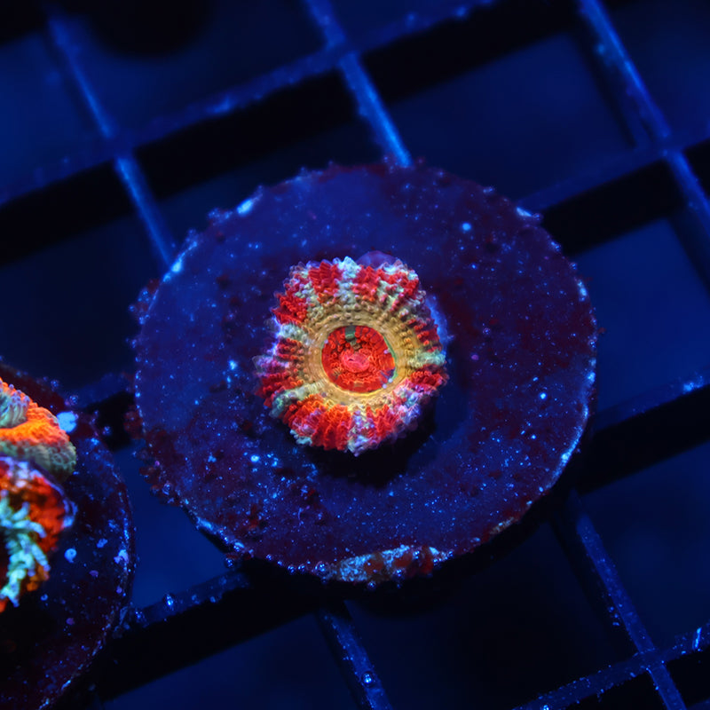 CC OG Rising Sun Acan Lord