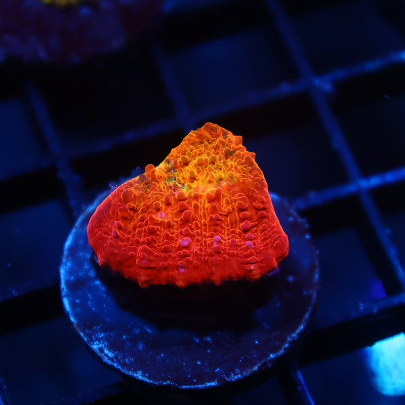 ARC Ludicrous Chalice