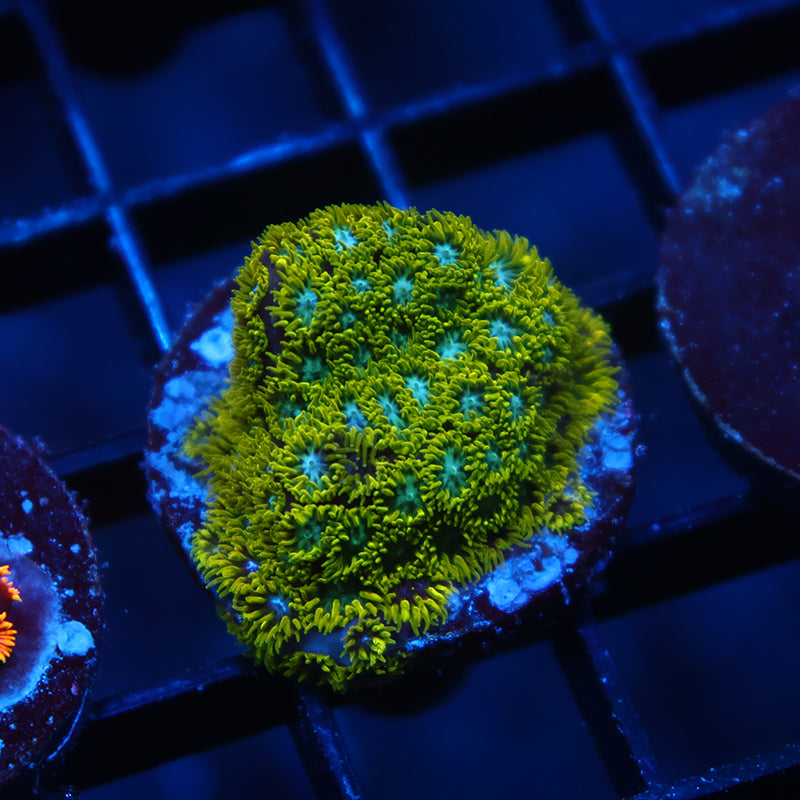 WWC Kermit the Frog Leptastrea