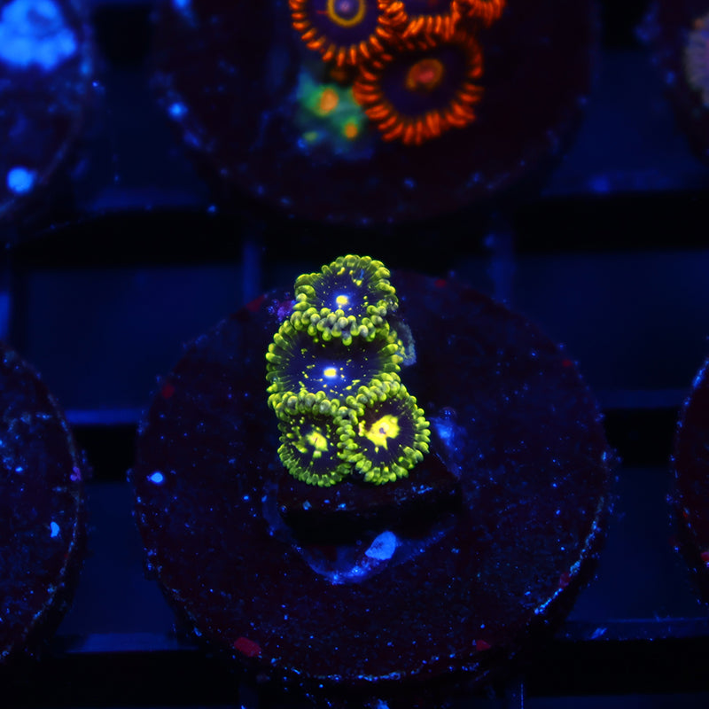 Exospheres