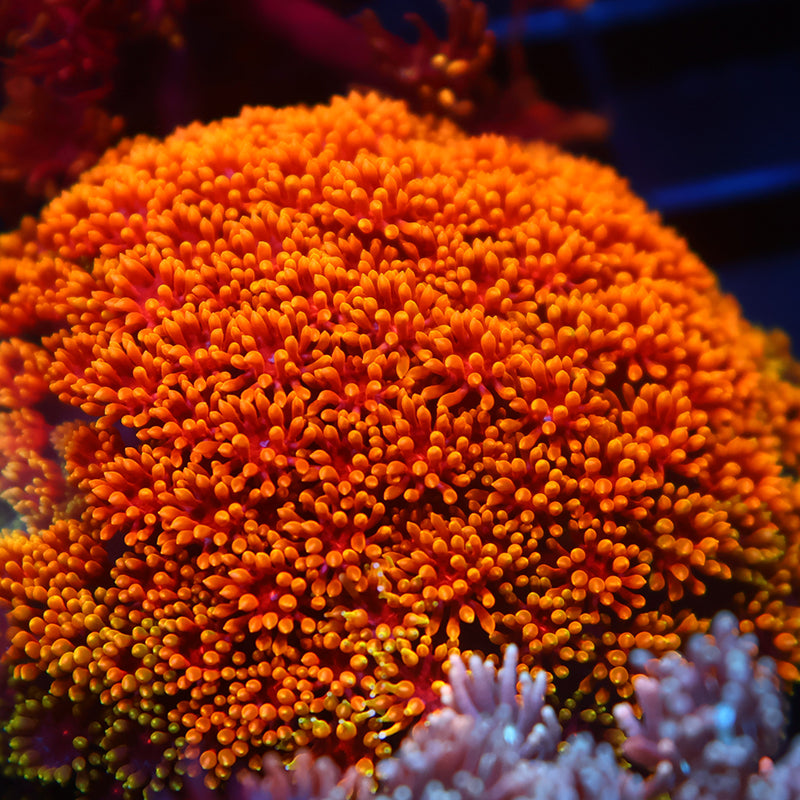 TCK Rainbow Crunch Goni Bernardpora