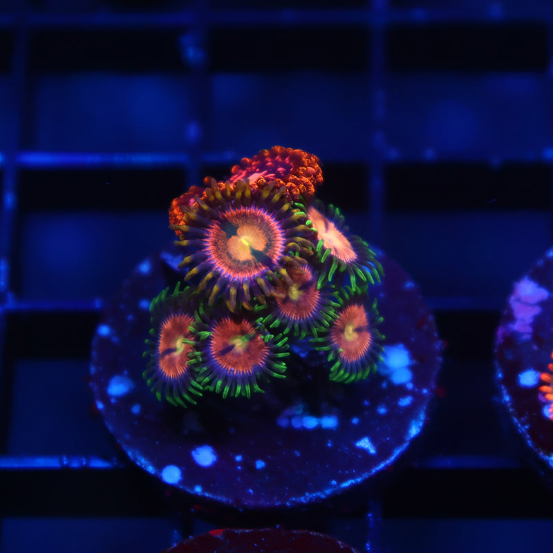 Laser Lemons with Friend