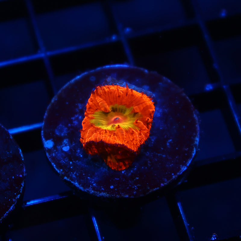 WWC OG Rainbow Blasto