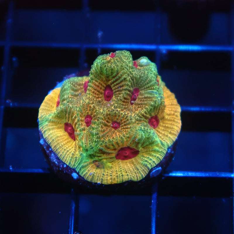 TCK Fascination Favia