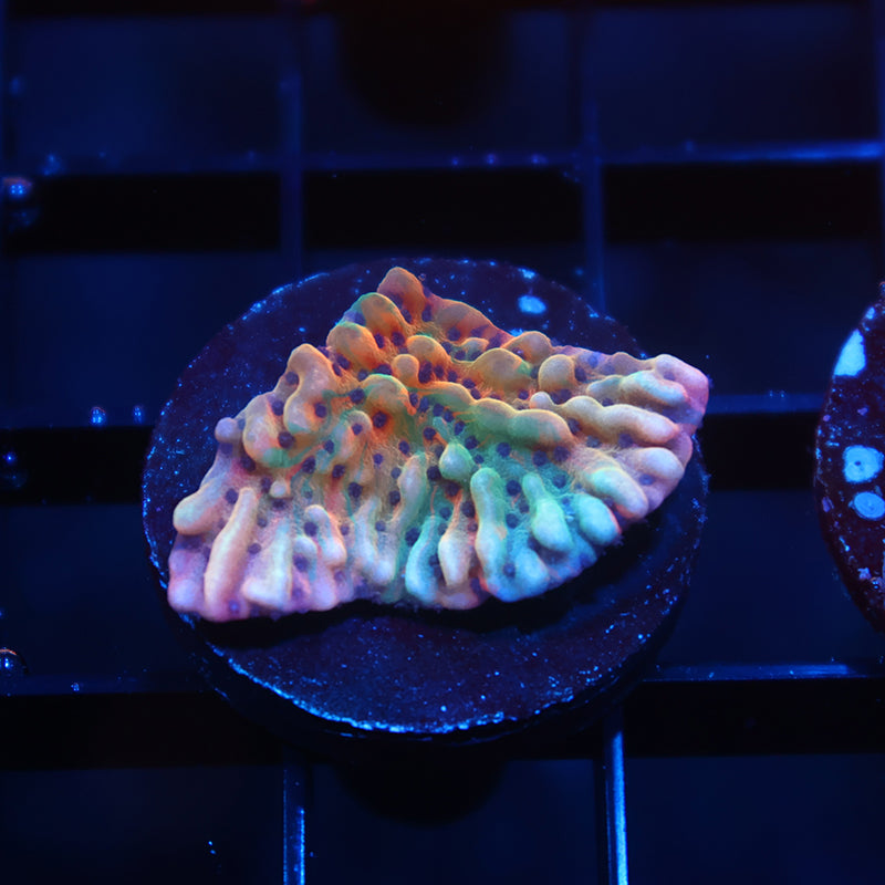 TCK Grafted Slowburn Monti