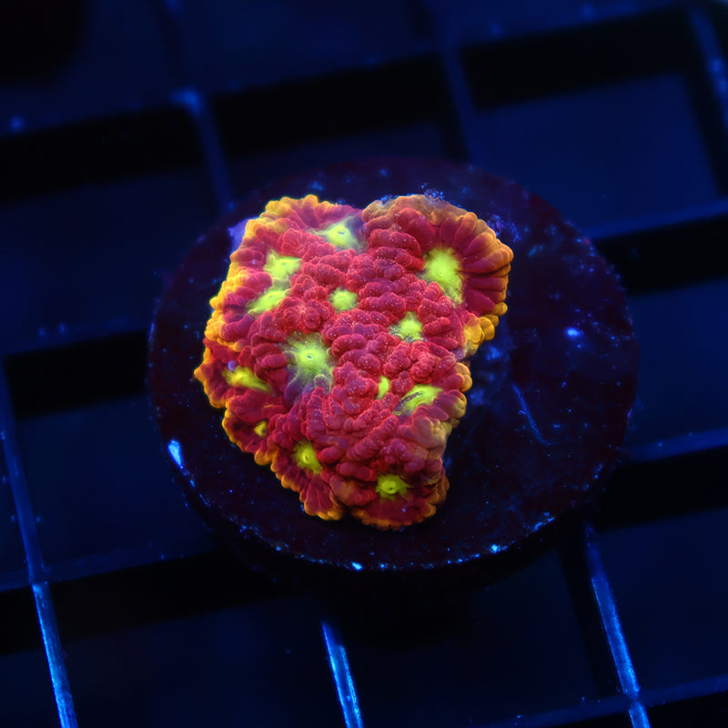 WWC Blood Diamond Favia