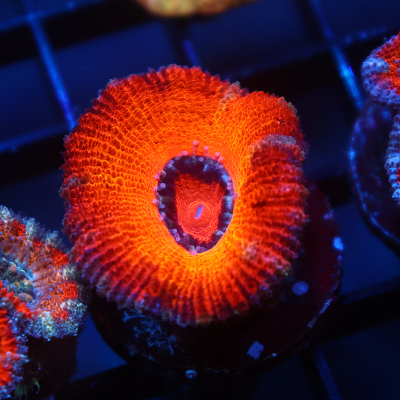 TCK Fluffy Orange Acan Lord