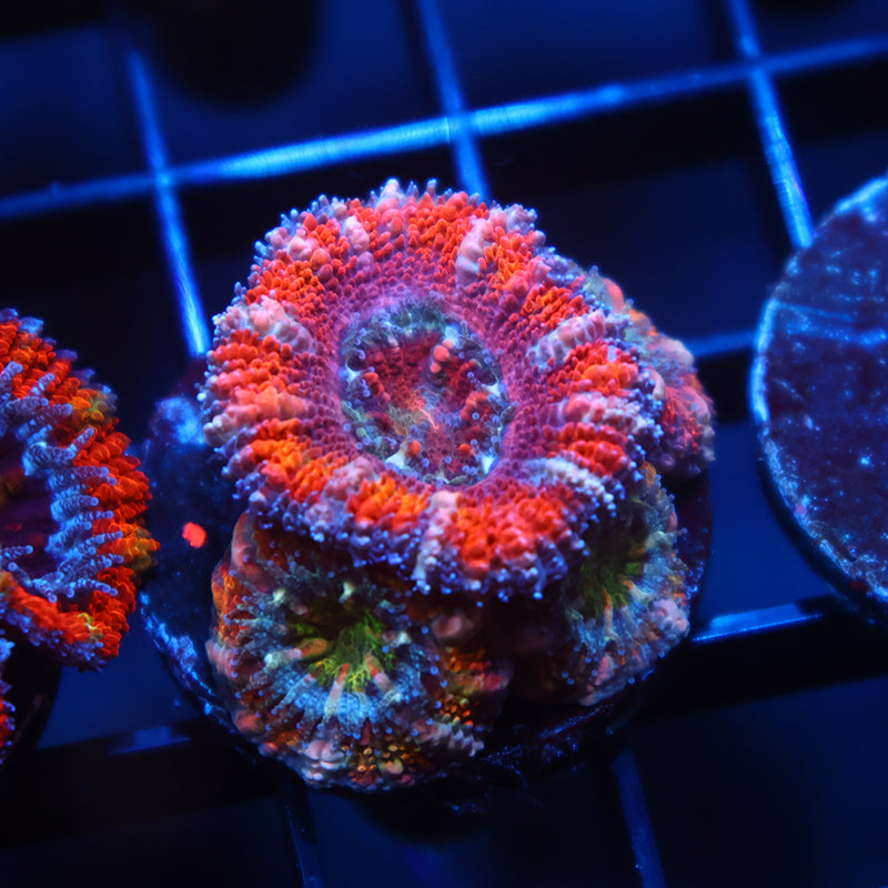 TCK Pink Acan Lord