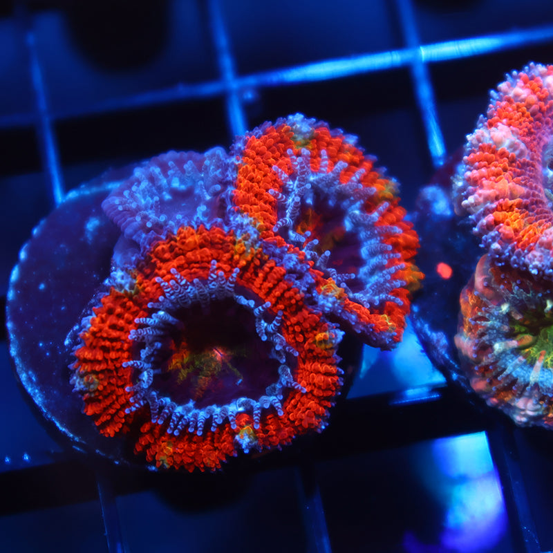 Red Acan Lord