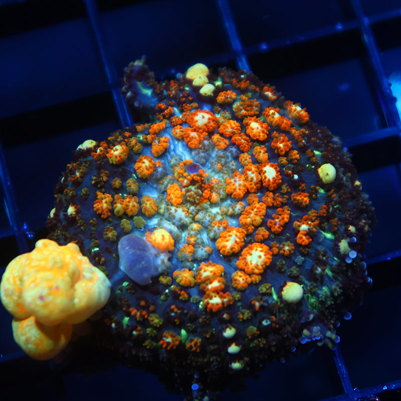 TCK Powerball Bounce