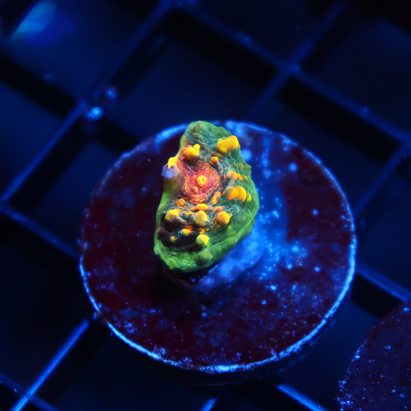 TCK Bella's Mermaid Chalice