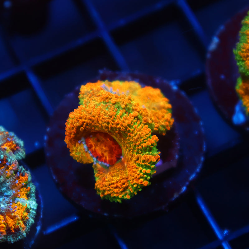 BSA Killshot Acan Lord