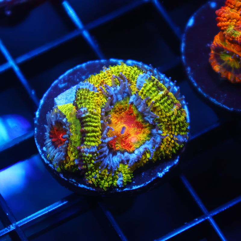 TCK Insanity Rainbow Acan Lord