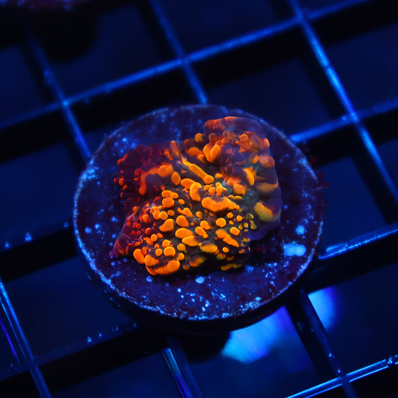 CC Cloudberries Chalice