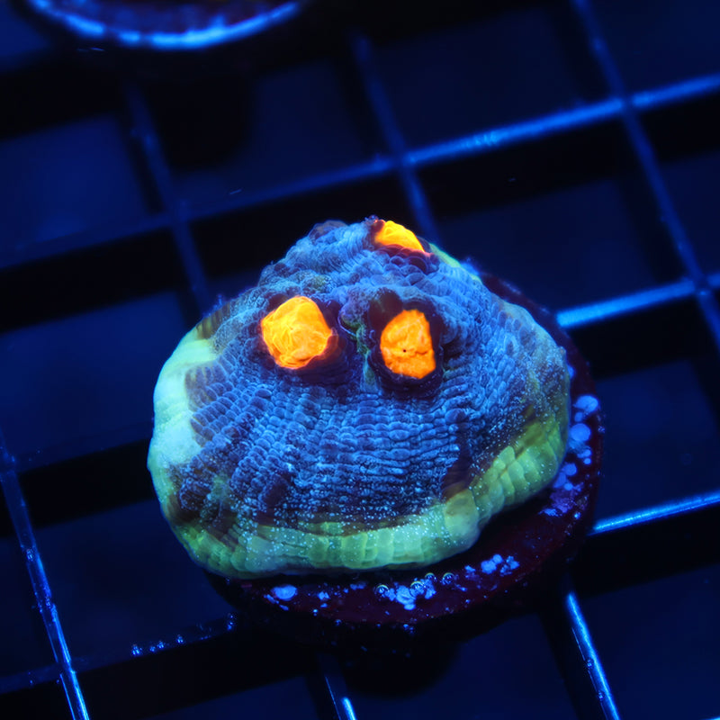 TCK Halloween Mycedium