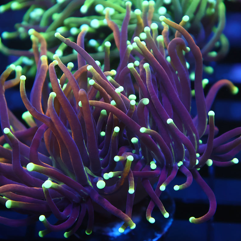 TCK Yellow Tips Indo Gold Torch