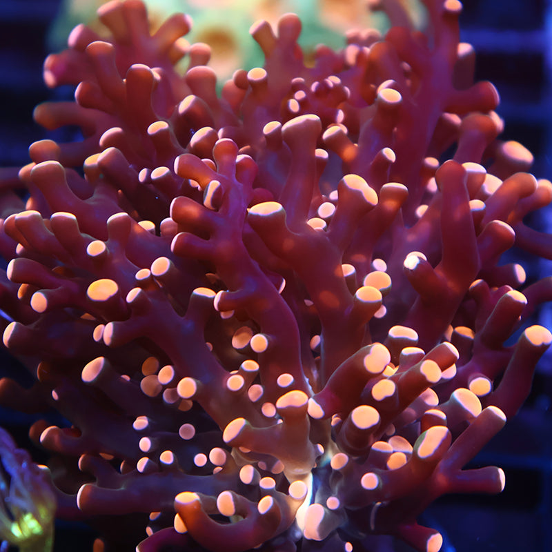 TCK Branching Peach Frogspawn